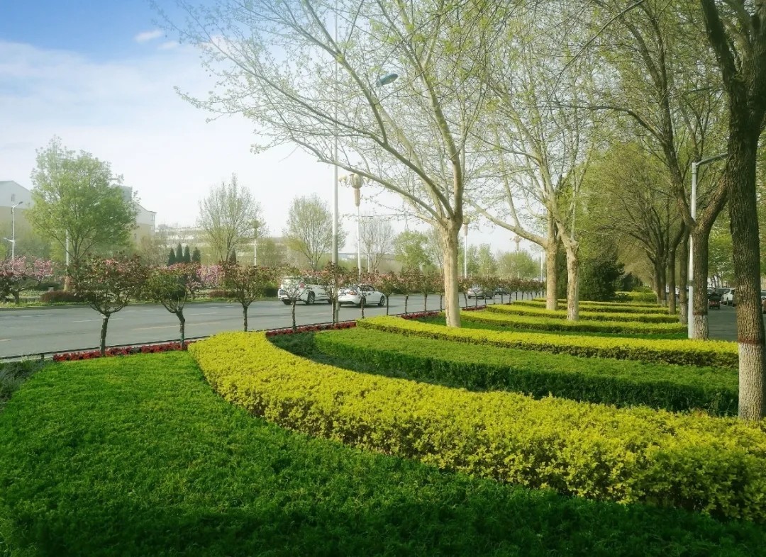 市园林中心积极推进城市道路绿化精细化管理(绿篱造型